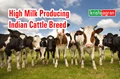 High Milk Producing Indian Cattle Breed: These 4 Indian Breed can Give Milk up to 80 Liters