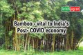 India to Boost its Economy with Bamboo Resources Post Covid-19