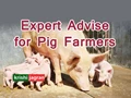 African Swine Fever: Bio-security a Main Concern at Pig Farms, GADVASU Experts