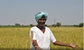 Big News for Farmers: Centre Increases MSP for Six Rabi Crops