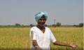 Big News for Farmers: Centre Increases MSP for Six Rabi Crops