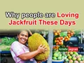 Why everyone is Loving Jackfruit in lockdown? Why This Summer Fruit Has Become So Popular?