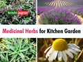 Medicinal Herbs for Your Kitchen Garden
