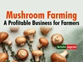 Profitable Method of Growing Mushrooms at Home in 3 Steps; Read its Unheard Facts & Health Benefits