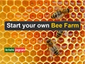 Make Huge Profits by Starting Bee Farming Business; Here’s Step by Step Guide for You