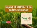 Paddy Cultivation Advisory: Amid COVID 19