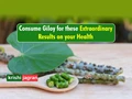 Ayurvedic Herb Giloy is a Wonder-drug for Diabetes; Read on to Know How to Consume it