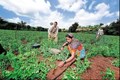 Centre to Introduce a New Legal Framework for Contract Farming