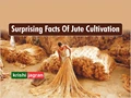 A Complete Guide of Jute Cultivation in Simple Steps; Know These Unheard Hybrid Jute Varieties