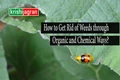 Disease and Pest Control Techniques: How to Get Rid of Weeds through Organic and Chemical Ways?