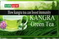 Kangra Tea to boost immunity against COVID-19
