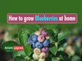 Superfoods: Grow Organic Blueberries in Your Home Garden; Learn Complete Process, Health Benefits