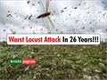 Locust Swarms Now Enter Maharashtra after Causing Crop Damage in MP and Rajasthan
