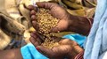 Procurement of Wheat by Government Agencies Surpasses Last Year's Figures