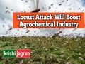 Locust Attack May Increase the Demand for Agrochemicals: Reports Suggest