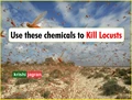 Locusts Attack: Use These Chemicals to Kill & Tackle Deadly Insects
