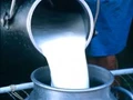 COVID-19 Lockdown: Dairy Farmers in Huge Crisis as Milk Prices Fall in Maharashtra
