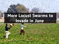 Government Speed up Locust Control Operations But More Locust Swarms to Invade in June