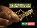 Maharashtra Agriculture University Experts Guidelines to Tackle Locust Menace