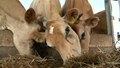 Dry Fodder, that Animals Love to have