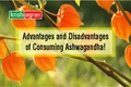 Ashwagandha: Advantages and Disadvantages of Consuming this Ancient Medicinal Herb