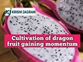 Here are some factors you need to know before cultivating Dragon Fruit