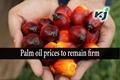 Malaysian Palm Oil Markets Expected to Remain Firm in June