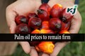 Malaysian Palm Oil Markets Expected to Remain Firm in June