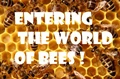 KNOW about Species of Honeybees