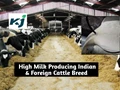Profitable Dairy Business: These Indian & Foreign Cattle Breed can Give Milk up to 80 Liters