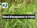 #Monsoon2020: Weed Nuisance in Rice Fields and Integrated Weed Management