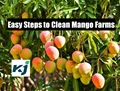#Monsoon 2020: How to Clean & Manage Mango Farms after Monsoon