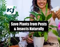 Homemade Natural Pesticides for House Plants & Easiest Method to Prepare Them