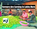 Earn 7 Lakhs by Lemon Cultivation in 1 Acre of Land; Know the Secret of Successful Farmers Here