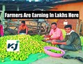 Earn 7 Lakhs by Lemon Cultivation in 1 Acre of Land; Know the Secret of Successful Farmers Here