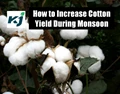 Monsoon: Five Tips on How to Grow and Increase Cotton Yield during Rainy Season