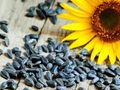 There are Countless Benefits Hidden in Sunflower Seeds; Know its Specialty