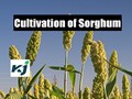 Monsoon2020: Know About Multi-Functional Crop: Sorghum (Jowar)