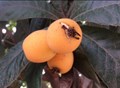 The Health Benefits of Loquat