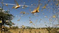 Massive Locust Attack! Swarms of Desert Locusts Reach Delhi after Gurugram; UP on High Alert