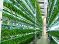 Vertical Farming  is an Answer to the Future of Agriculture