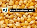 Subdued Poultry Demand Pressures Maize Markets - Near Term Price View Downwards