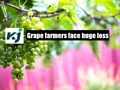 Grape Exports in Maharashtra Hit Hard Due to Nationwide Lockdown & Unseasonal Rain