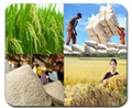 Agricultural Marketing Schemes