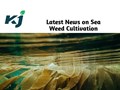 Government of India sets Rs 640 Crore for Seaweed Cultivation
