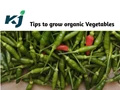 Here are some tips to grow 10 vegetables at your home easily