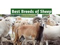 Best Sheep Breeds in India for Highest Wool & Meat