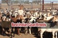 Top Most Profitable Goat Breeds: Go for These Species & Increase Your Income from Goat Rearing