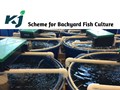 Get Rs 11,300 Every Month through Backyard Fish Farming! Know the Economics & Assistance Required