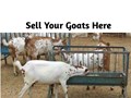 Good News Goat Farmers! New Online Market Place to Sell Goats